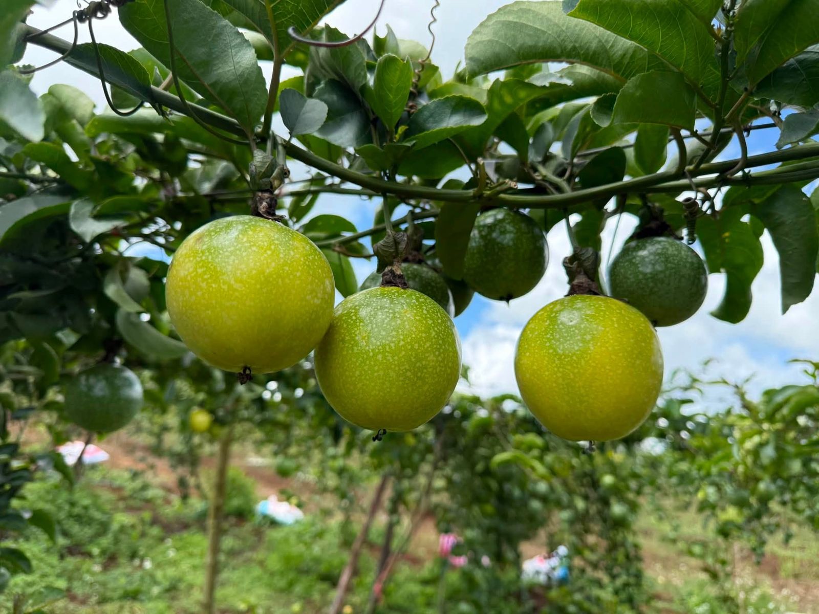 Giàn chanh dây vàng đang cho trái