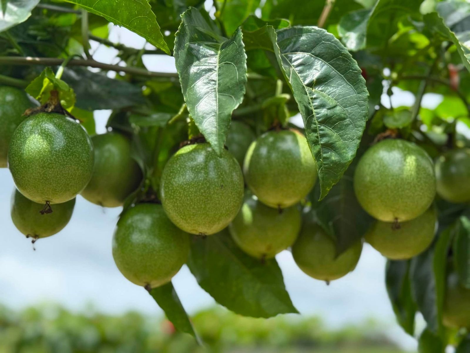 Chùm chanh dây trên giàn tại vườn Dược Vương